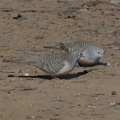 Geopelia placida (Peaceful Dove) at Gibberagee, NSW - 14 Jul 2019 by Bungybird