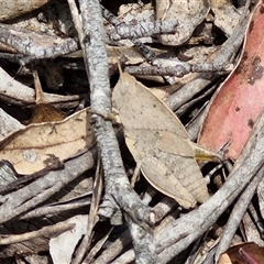 Goniaea australasiae (Gumleaf grasshopper) at Bungonia, NSW - 17 Nov 2024 by trevorpreston