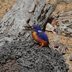 Ceyx azureus (Azure Kingfisher) at Gibberagee, NSW - 14 Jul 2019 by Bungybird