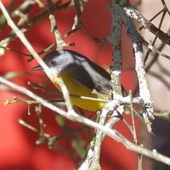 Eopsaltria australis (Eastern Yellow Robin) at Gibberagee, NSW - 12 Jul 2019 by Bungybird