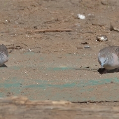 Geopelia placida (Peaceful Dove) at Gibberagee, NSW - 12 Jul 2019 by Bungybird