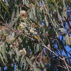 Phylidonyris niger (White-cheeked Honeyeater) at Gibberagee, NSW - 12 Jul 2019 by Bungybird