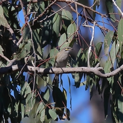 Caligavis chrysops (Yellow-faced Honeyeater) at Gibberagee, NSW - 12 Jul 2019 by Bungybird