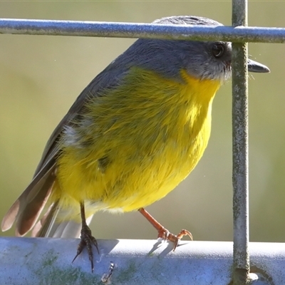 Eopsaltria australis (Eastern Yellow Robin) at Gibberagee, NSW - 12 Jul 2019 by Bungybird