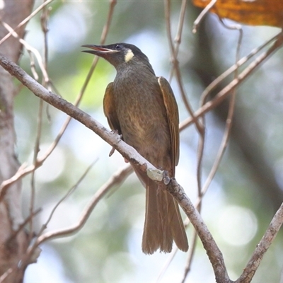 Meliphaga lewinii (Lewin's Honeyeater) at Gibberagee, NSW - 7 Nov 2018 by Bungybird