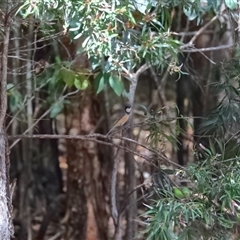 Pachycephala rufiventris (Rufous Whistler) at Gibberagee, NSW - 7 Nov 2018 by Bungybird