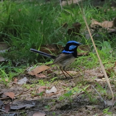 Malurus cyaneus (Superb Fairywren) at Gibberagee, NSW - 5 Nov 2018 by Bungybird