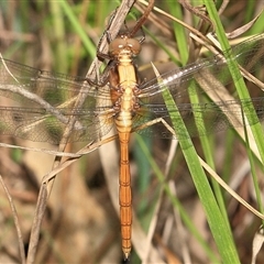 Orthetrum villosovittatum (Fiery Skimmer) at Gibberagee, NSW - 20 Dec 2015 by Bungybird