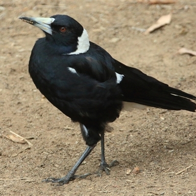 Gymnorhina tibicen (Australian Magpie) at Gibberagee, NSW - 13 Nov 2014 by Bungybird