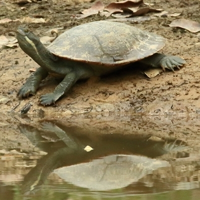 Chelodina longicollis at Gibberagee, NSW - 13 Nov 2014 by Bungybird