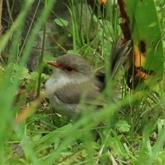 Malurus cyaneus (Superb Fairywren) at Gibberagee, NSW - 13 Nov 2014 by Bungybird