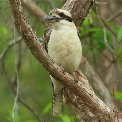 Dacelo novaeguineae (Laughing Kookaburra) at Gibberagee, NSW - 13 Nov 2014 by Bungybird