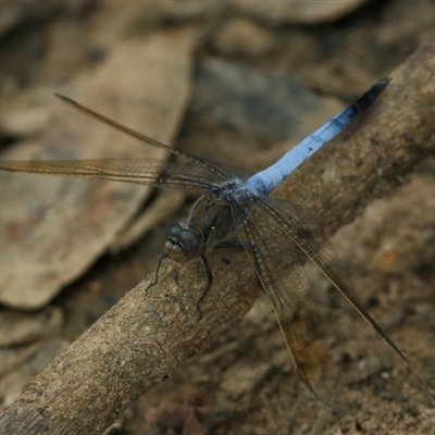 Orthetrum caledonicum (Blue Skimmer) at Gibberagee, NSW - 11 Nov 2014 by Bungybird