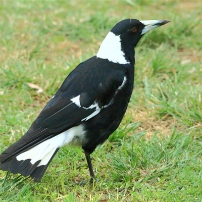 Gymnorhina tibicen (Australian Magpie) at Gibberagee, NSW - 11 Nov 2014 by Bungybird