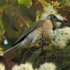 Philemon citreogularis (Little Friarbird) at Gibberagee, NSW - 11 Nov 2014 by Bungybird