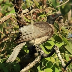 Philemon corniculatus (Noisy Friarbird) at Gibberagee, NSW - 10 Nov 2014 by Bungybird