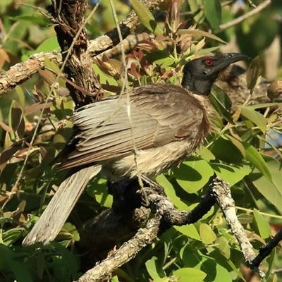 Philemon corniculatus (Noisy Friarbird) at Gibberagee, NSW - 10 Nov 2014 by Bungybird