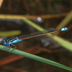 Ischnura heterosticta at Gibberagee, NSW - 17 Dec 2011 by Bungybird