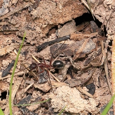 Camponotus intrepidus (Flumed Sugar Ant) at Gibberagee, NSW - 17 Dec 2011 by Bungybird