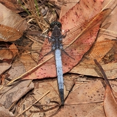 Orthetrum caledonicum (Blue Skimmer) at Gibberagee, NSW - 17 Dec 2011 by Bungybird