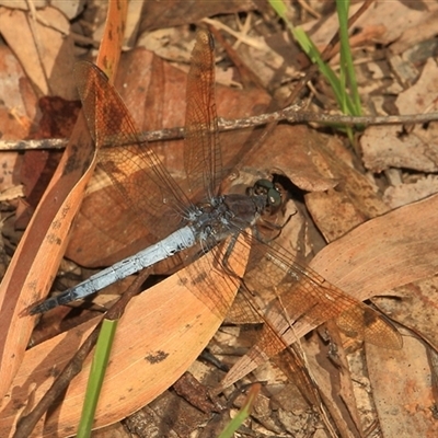 Orthetrum caledonicum (Blue Skimmer) at Gibberagee, NSW - 18 Dec 2011 by Bungybird