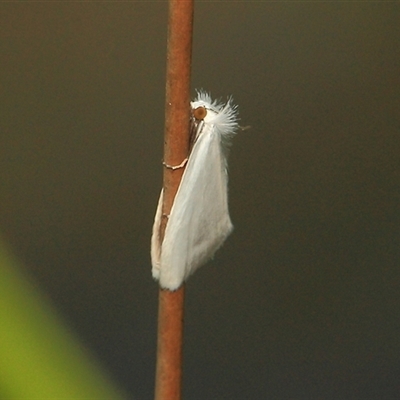 Tipanaea patulella (A Crambid moth) at Gibberagee, NSW - 17 Dec 2011 by Bungybird