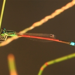 Ischnura aurora at Gibberagee, NSW - 17 Dec 2011 by Bungybird