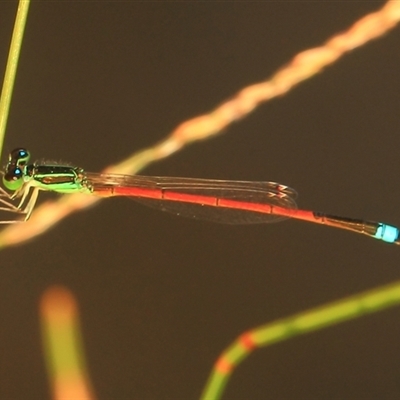 Ischnura aurora at Gibberagee, NSW - 17 Dec 2011 by Bungybird