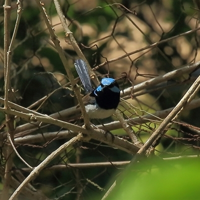 Malurus cyaneus (Superb Fairywren) at Gibberagee, NSW - 16 Oct 2013 by Bungybird