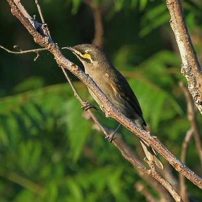 Caligavis chrysops (Yellow-faced Honeyeater) at Gibberagee, NSW - 16 Oct 2013 by Bungybird