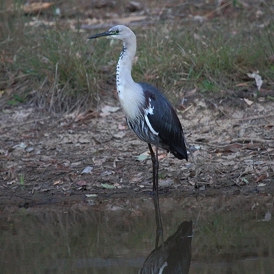 Ardea pacifica (White-necked Heron) at Gibberagee, NSW - 17 Oct 2013 by Bungybird