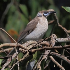 Philemon citreogularis (Little Friarbird) at Gibberagee, NSW - 24 Sep 2015 by Bungybird