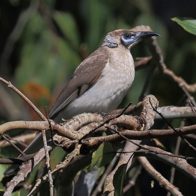 Philemon citreogularis (Little Friarbird) at Gibberagee, NSW - 24 Sep 2015 by Bungybird