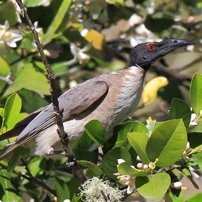 Philemon corniculatus (Noisy Friarbird) at Gibberagee, NSW - 24 Sep 2015 by Bungybird