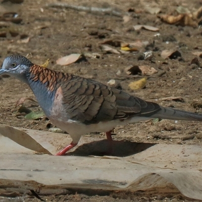 Geopelia humeralis (Bar-shouldered Dove) at Gibberagee, NSW - 24 Sep 2015 by Bungybird