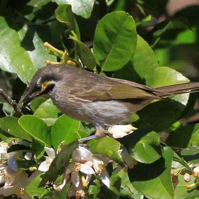 Caligavis chrysops (Yellow-faced Honeyeater) at Gibberagee, NSW - 24 Sep 2015 by Bungybird