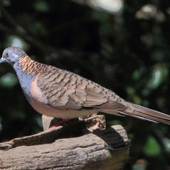 Geopelia humeralis (Bar-shouldered Dove) at Gibberagee, NSW - 24 Sep 2015 by Bungybird