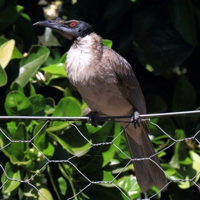 Philemon corniculatus (Noisy Friarbird) at Gibberagee, NSW - 24 Sep 2015 by Bungybird