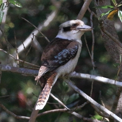 Dacelo novaeguineae (Laughing Kookaburra) at Gibberagee, NSW - 24 Sep 2015 by Bungybird