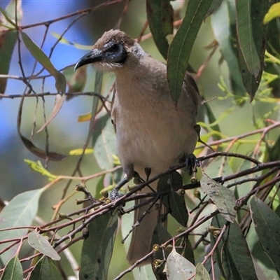 Philemon citreogularis (Little Friarbird) at Gibberagee, NSW - 24 Sep 2015 by Bungybird