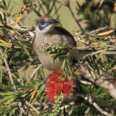 Philemon citreogularis (Little Friarbird) at Gibberagee, NSW - 25 Sep 2015 by Bungybird