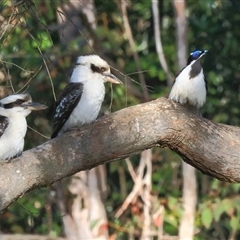 Dacelo novaeguineae (Laughing Kookaburra) at Gibberagee, NSW - 25 Sep 2015 by Bungybird