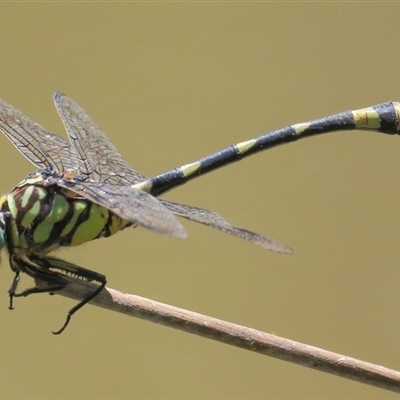 Ictinogomphus australis (Australian Tiger) at Gibberagee, NSW - 13 Feb 2015 by Bungybird