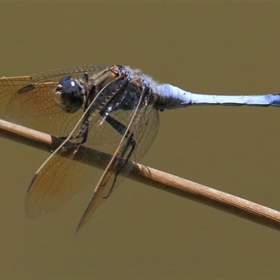 Orthetrum caledonicum (Blue Skimmer) at Gibberagee, NSW - 13 Feb 2015 by Bungybird