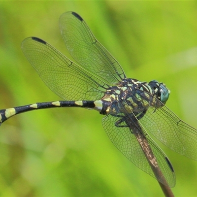 Ictinogomphus australis (Australian Tiger) at Gibberagee, NSW - 13 Feb 2015 by Bungybird