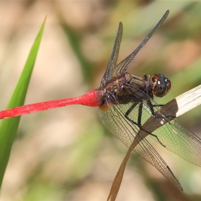 Orthetrum villosovittatum (Fiery Skimmer) at Gibberagee, NSW - 13 Feb 2015 by Bungybird