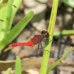 Nannodiplax rubra (Pygmy Percher) at Gibberagee, NSW - 13 Feb 2015 by Bungybird