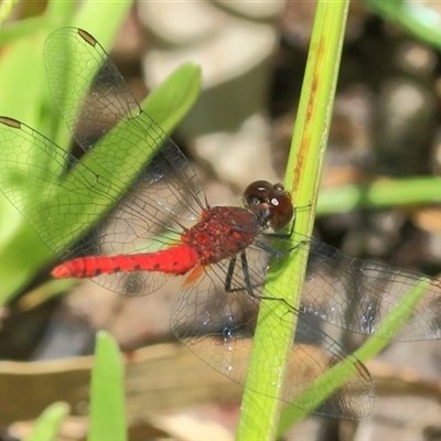 Nannodiplax rubra (Pygmy Percher) at Gibberagee, NSW - 13 Feb 2015 by Bungybird