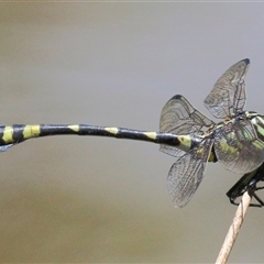 Ictinogomphus australis (Australian Tiger) at Gibberagee, NSW - 13 Feb 2015 by Bungybird