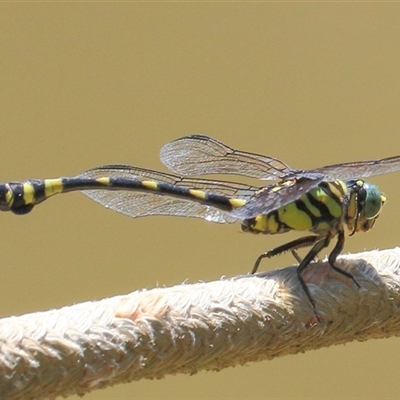 Ictinogomphus australis (Australian Tiger) at Gibberagee, NSW - 13 Feb 2015 by Bungybird